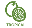 tropical